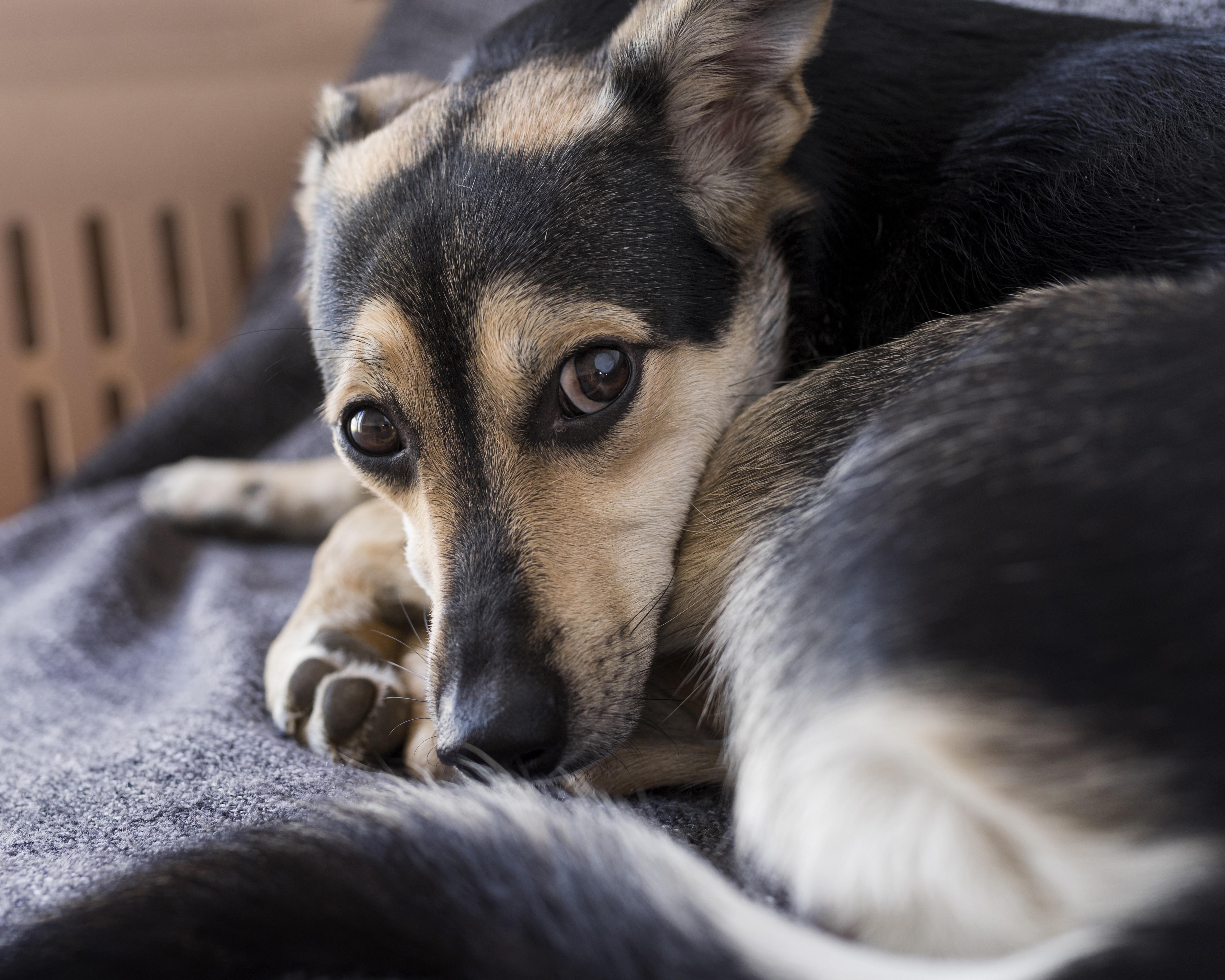 Perrito en adopción