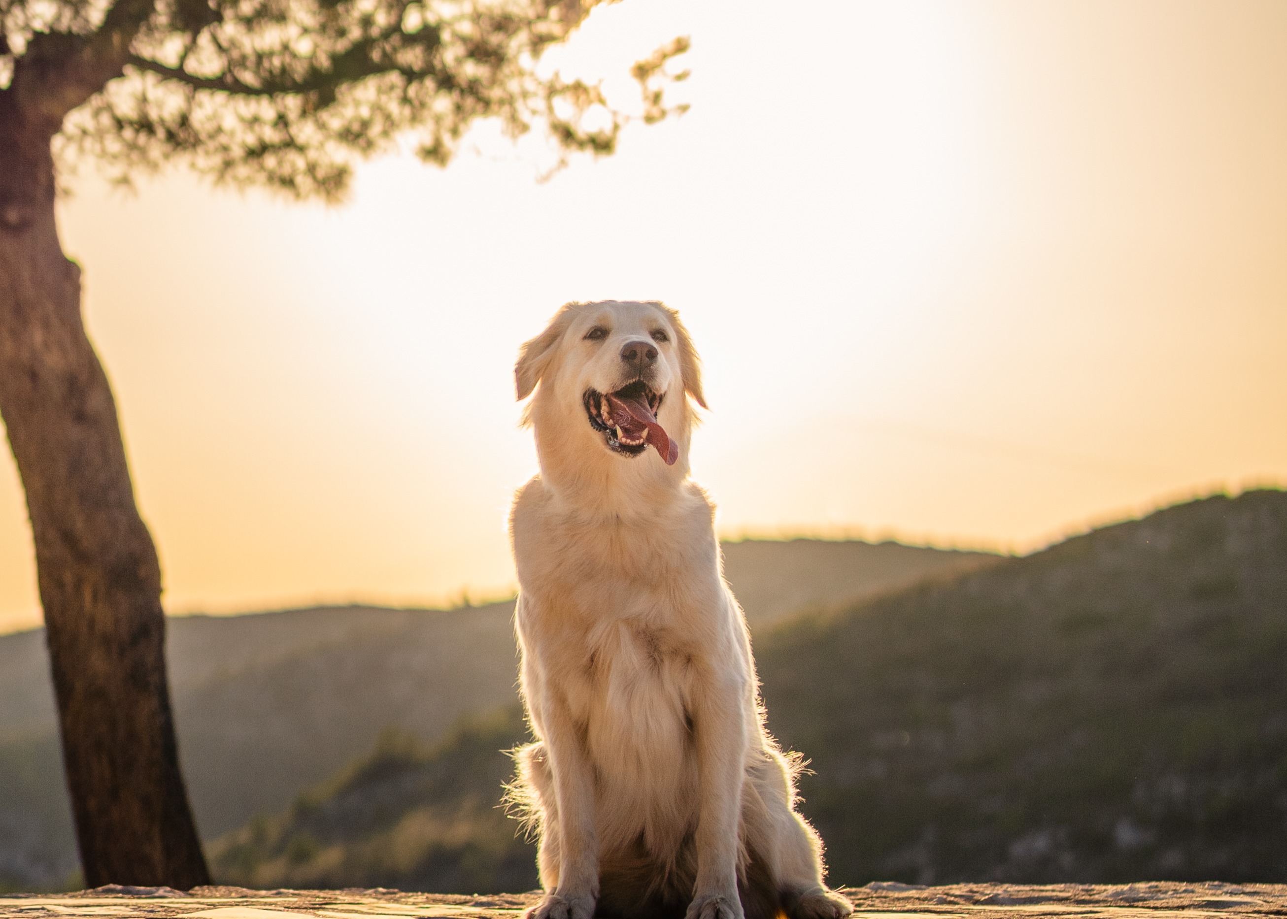 perrito